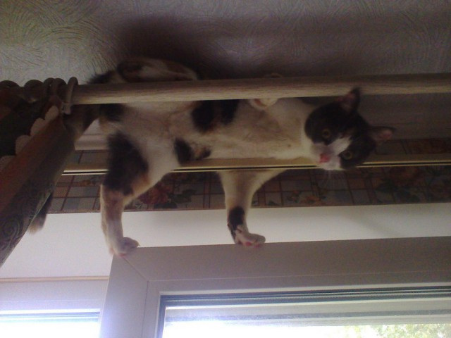 Коты и Кошки