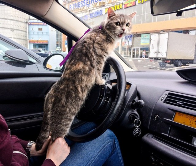 24 кота, которые подняли дерзость на новый уровень