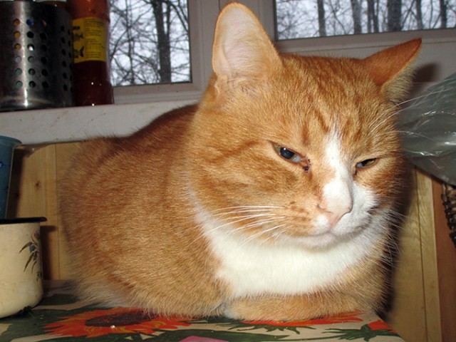 Котовторник
