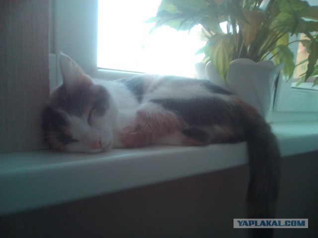 Котовторник  05.12.2017
