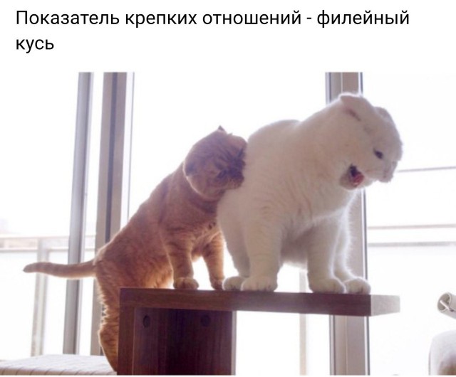 Коты и Кошки