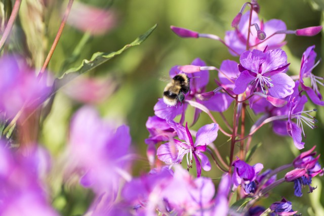 Просто Природа