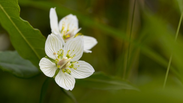 Просто Природа