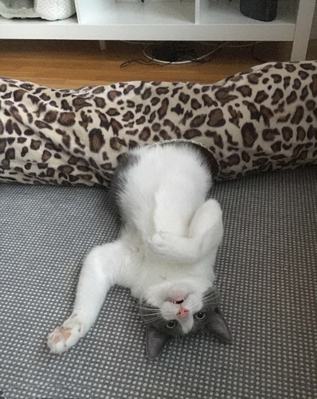 Прикольных котов пост
