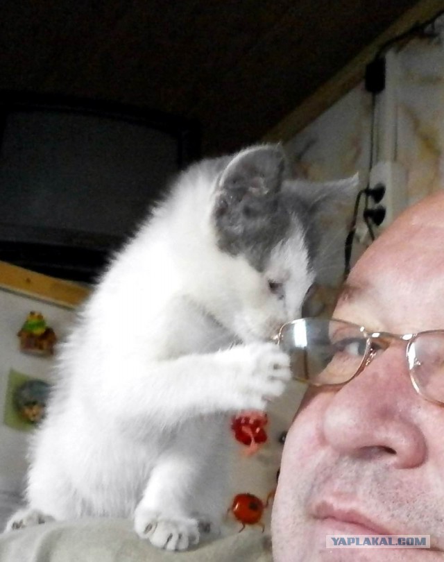 Котовторник 27.02.2018 наступил!