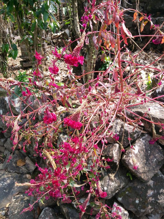 К живым мостам и обратно. Заметки из Индии
