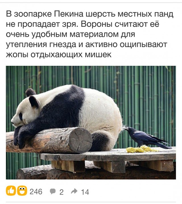 Человек разумный. Но это не точно