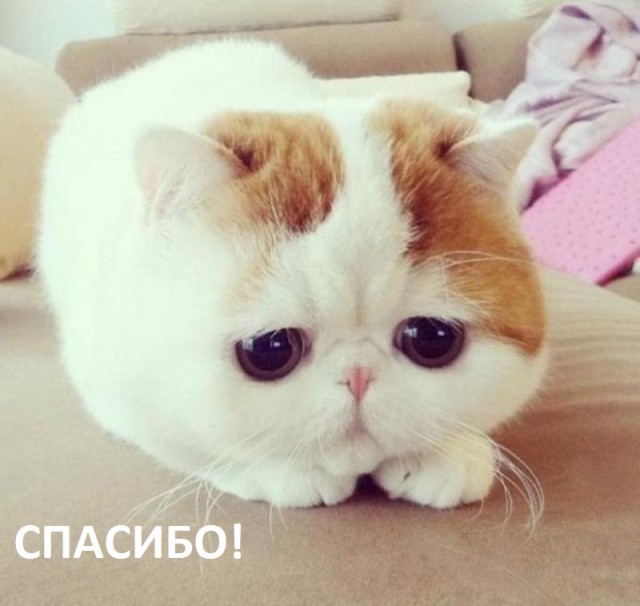 Кандидаты на премию Дарвина. Стая гепардов и французская семья.