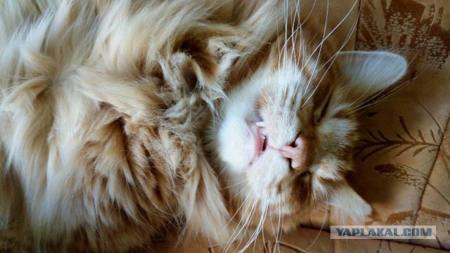 Котовторник 19.06.2018