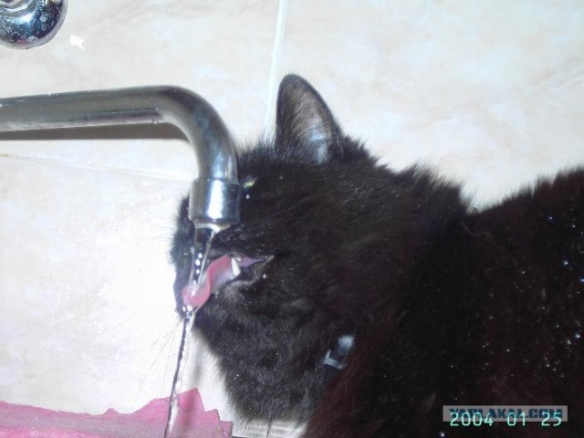 УРРААА ! Котовторник на ЯПлакалъ !