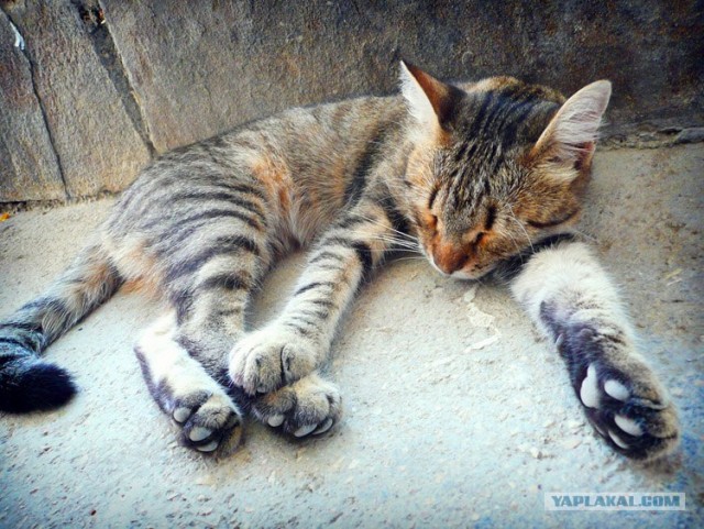 Котовторник (16.09.08)