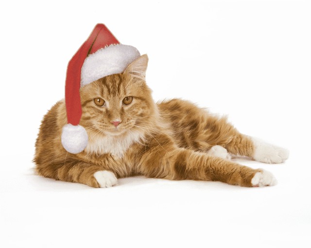 Новогодний КОТОВТОРНИК!
