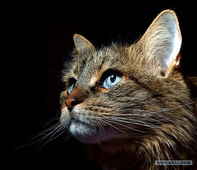 Котовторник на ферме (65 фот)
