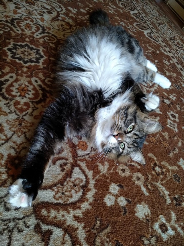 Котовторник 11.09.18.