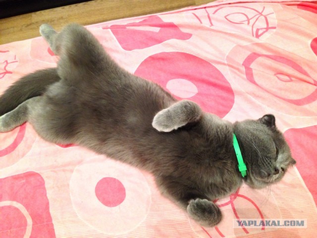 Котовторник 11.09.18.