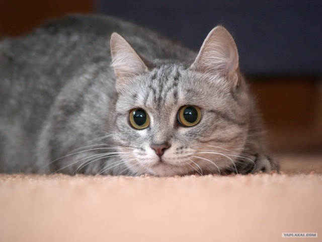 Котовторник объявляется открытым!