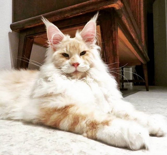 Прикольных котов пост