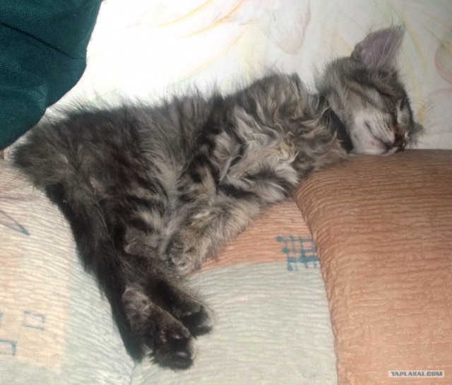 Котовторник (начало в супермаркете!)