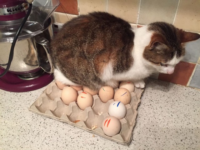 Прикольных котов пост