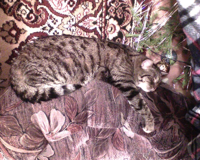 Котовторник (07.02.2012)