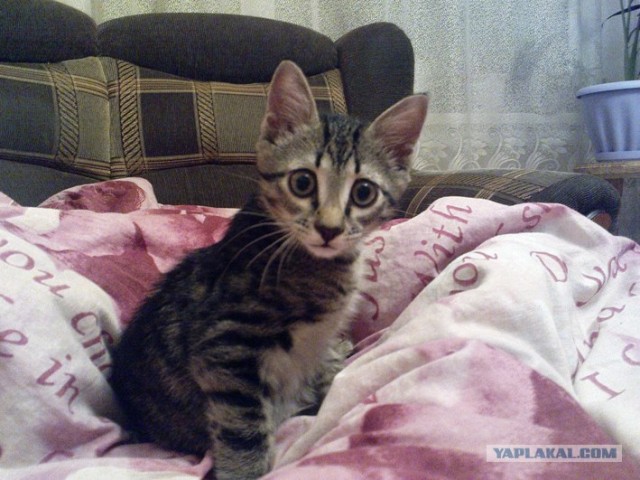 Котовторник 27.03.2012