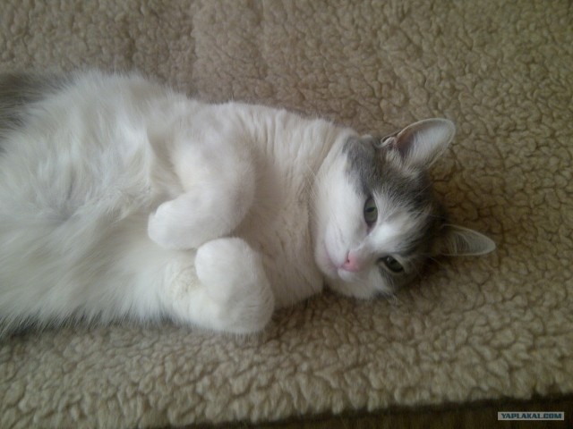 Котовторник 8 мая 2012