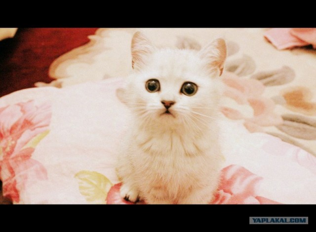 Котовторник (15.05.2012)