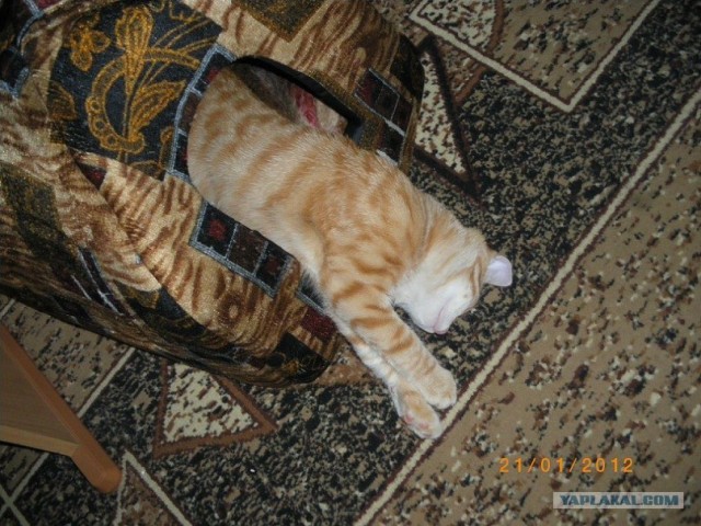 Котовторник 29.05.2012