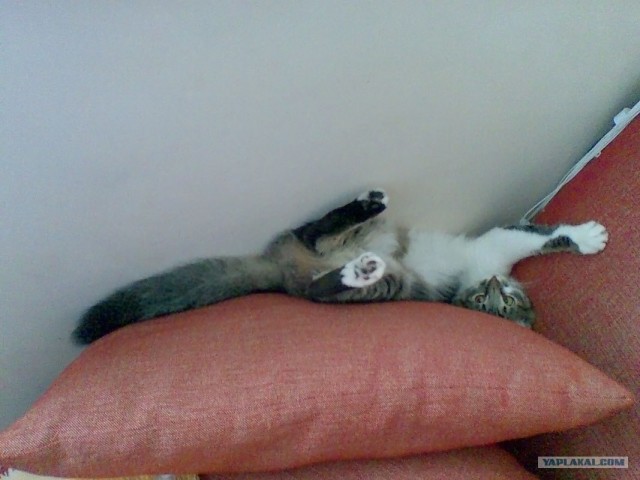 Котовторник 31.07.2012 г.