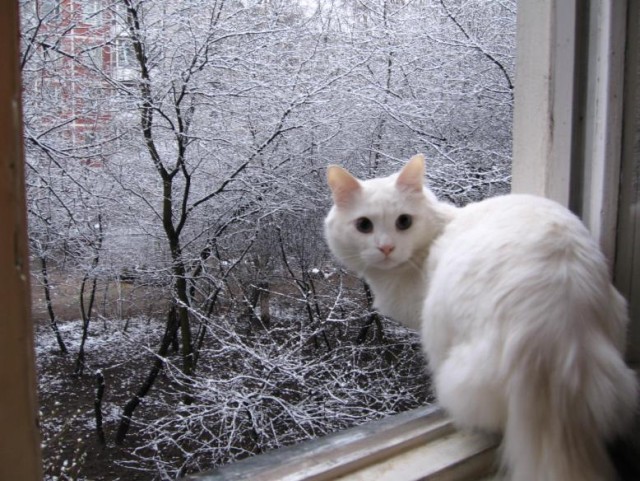 Котовторник  14.08.2012.