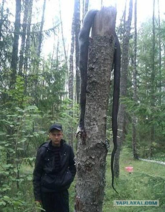 Змеи-мутанты