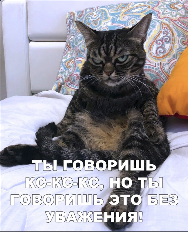 Забавные фото котеек