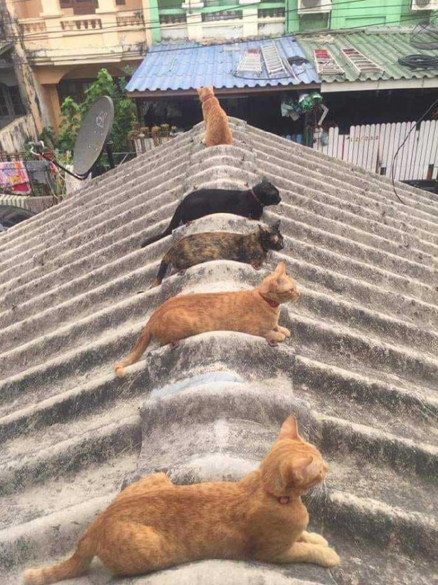 Забавные фото котеек