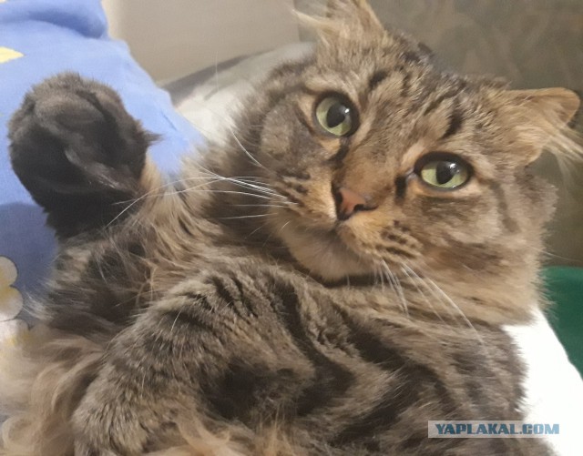 Котовторник 30.04.2019.