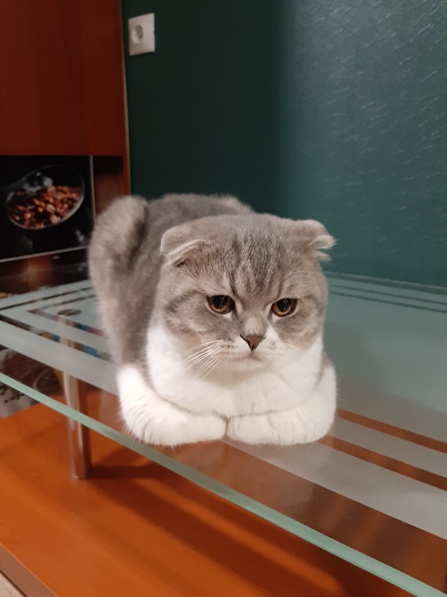 Забавные фото котеек