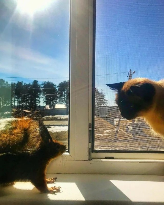 Живность из сети