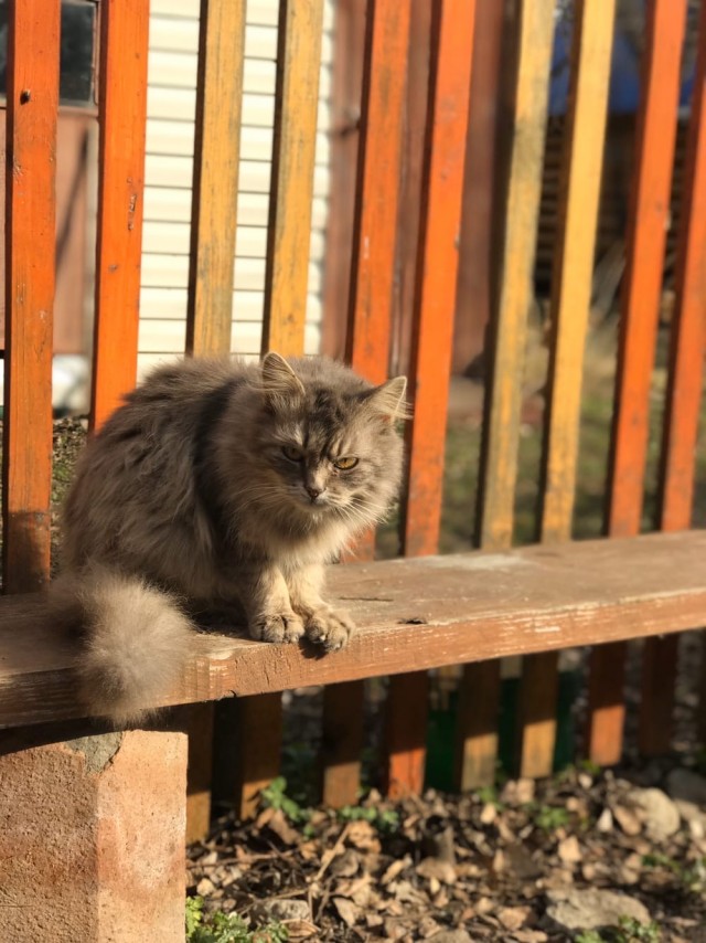 Чуток картинок не про вирус  13.0  Кошки и коты