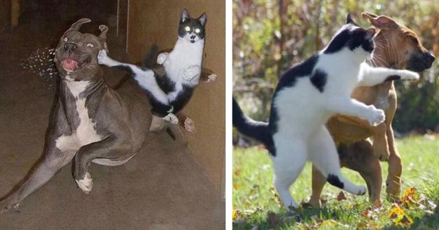 Ужасное противостояние