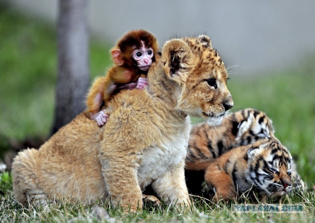Хвостатые друзья