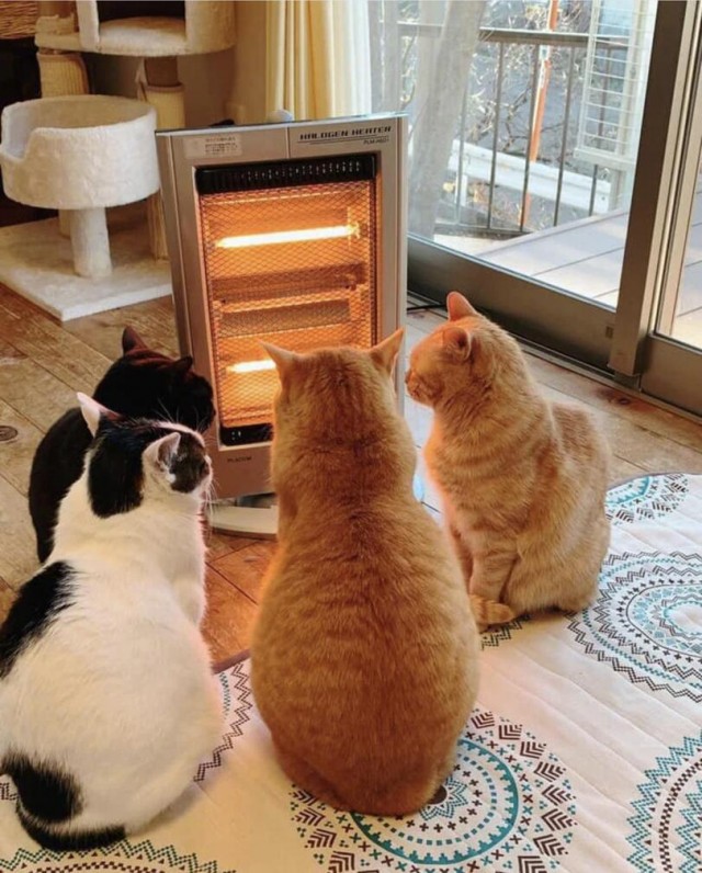 Коты они такие