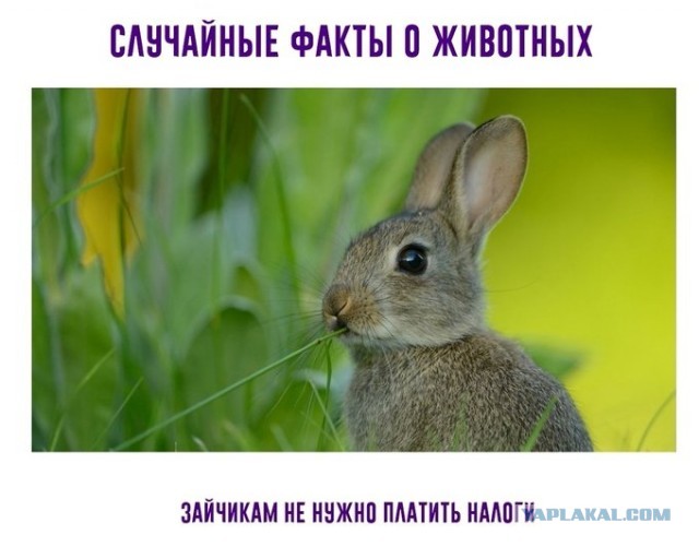 Так себе картинки 13.04.21