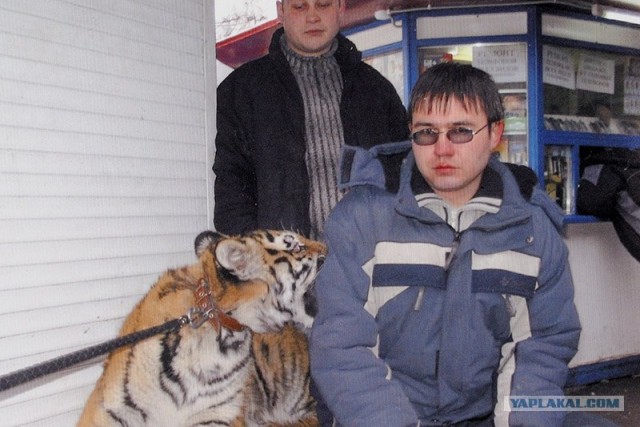 Сфоткался с тигром