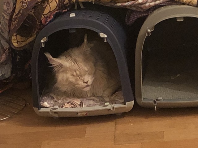 Четкий кот!