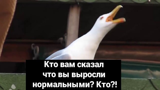 Чем порадует тырнет в субботу?