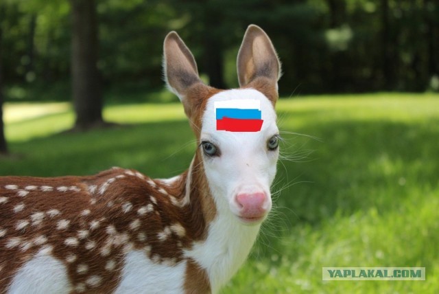 Русь до Крещения: потерянная цивилизация прошлого