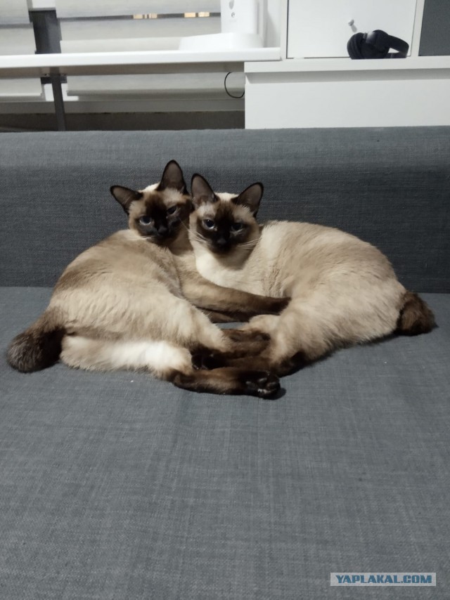 Американские коты - 6