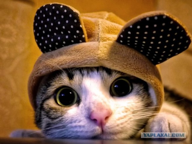 Котики в беде