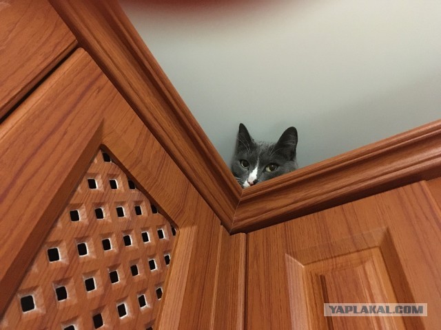 Кашлекот
