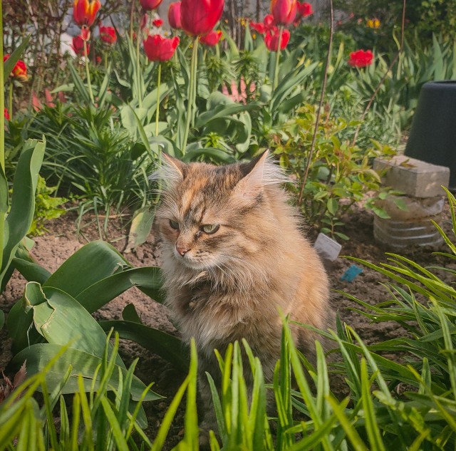 А вот и котовторник 24.05.2022