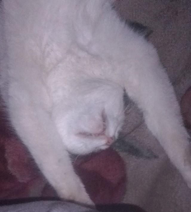 Кот д’Ивуар